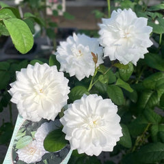 Etoile blanc Rose Plant|白色星星