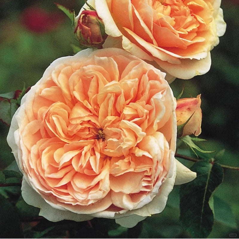 evelyn rose seeds Evelyn Rose Plant(Austin)|伊芙琳