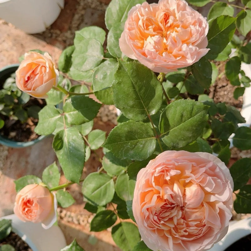 evelyn rose seeds Evelyn Rose Plant(Austin)|伊芙琳