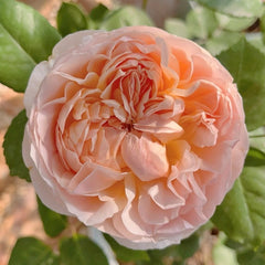 Evelyn Rose Plant