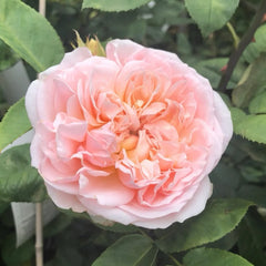 Evelyn Rose Plant