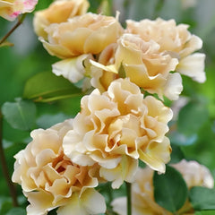 Eventail d'or Rose Plant