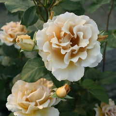 Eventail d'or Rose Plant