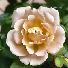 Eventail d'or Rose Plant