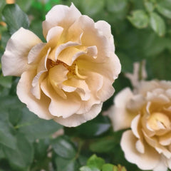 Eventail d'or Rose Plant