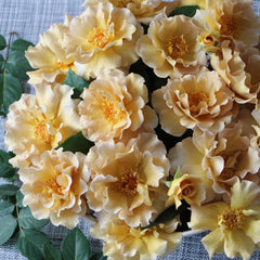 Eventail d'or Rose Plant