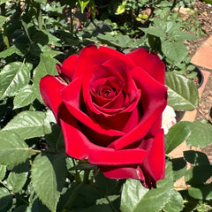 Explorer Rose Plant|探险家