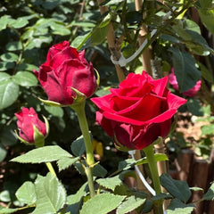 Explorer Rose Plant|探险家