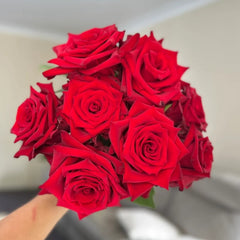 Explorer Rose Plant|探险家