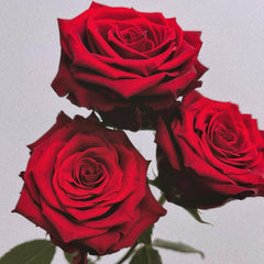 Explorer Rose Plant|探险家