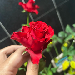 Explorer Rose Plant|探险家
