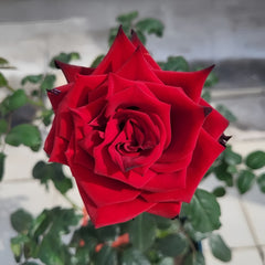 Explorer Rose Plant|探险家