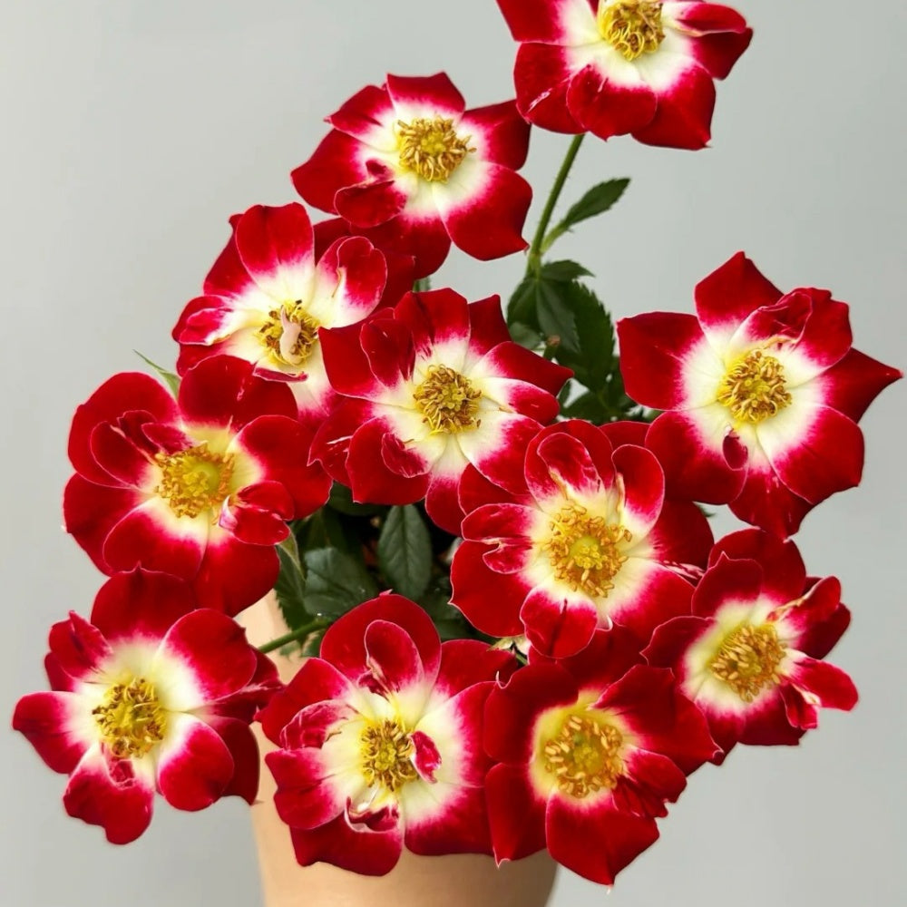 Red Eye Roses Eye Paint Rose Plant | Miniature Red & White Blooms – Rose_Explosion