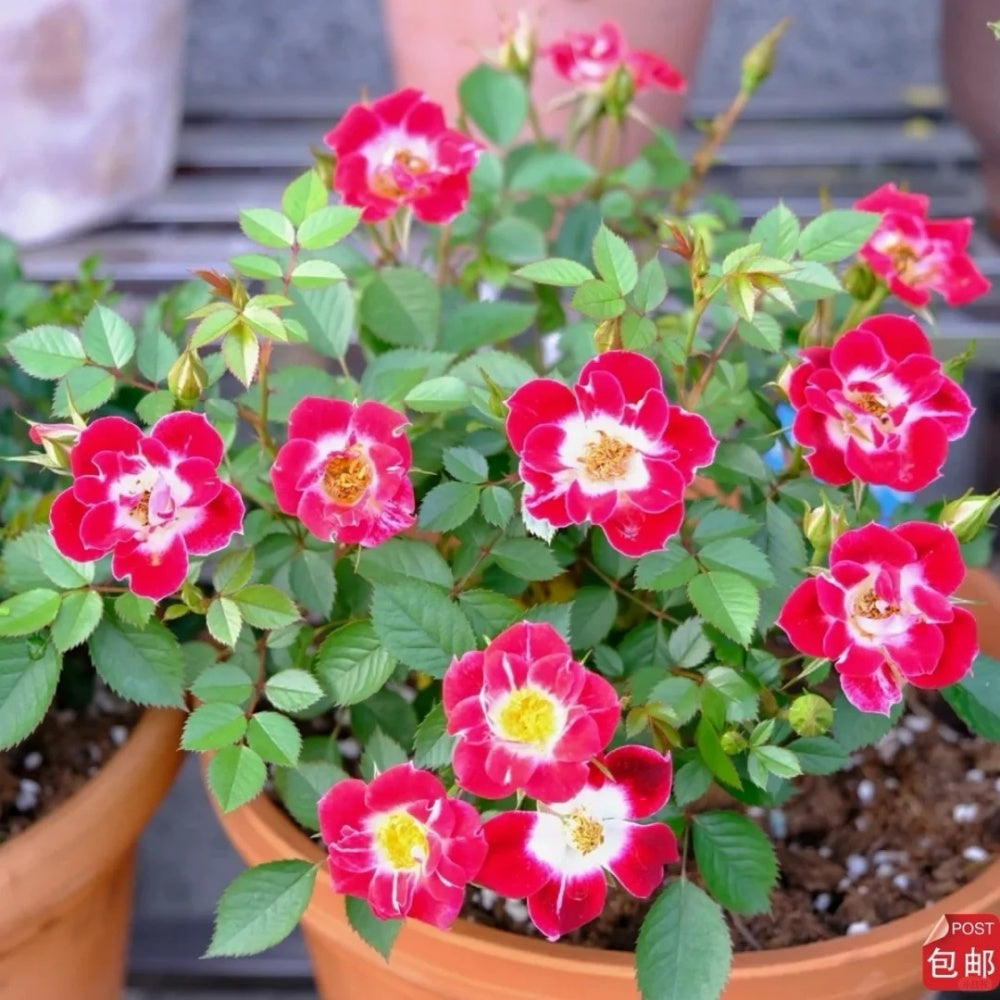 Red Eye Roses Eye Paint Rose Plant | Miniature Red & White Blooms – Rose_Explosion