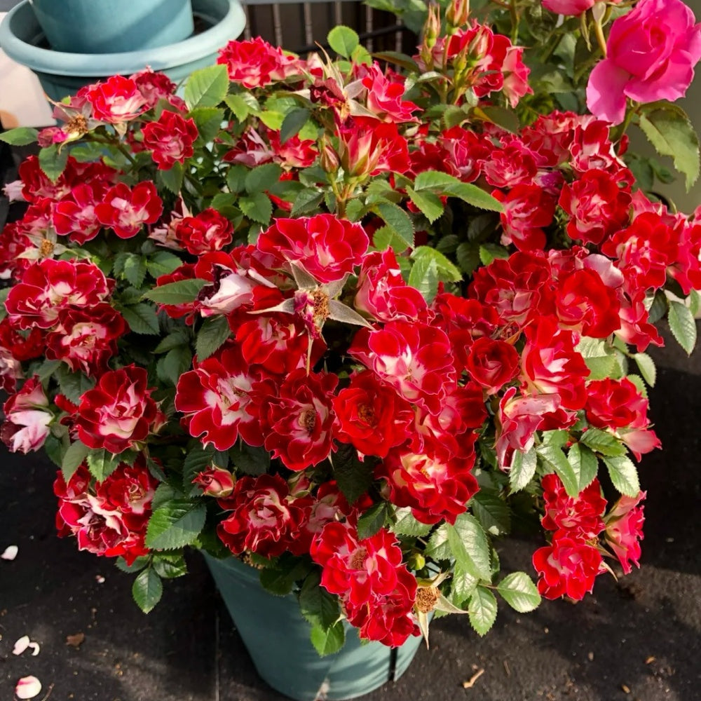 Red Eye Roses Eye Paint Rose Plant | Miniature Red & White Blooms – Rose_Explosion