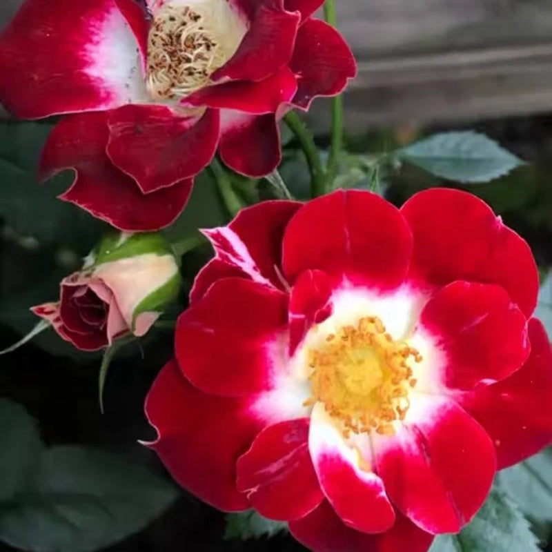 Red Eye Roses Eye Paint Rose Plant | Miniature Red & White Blooms – Rose_Explosion