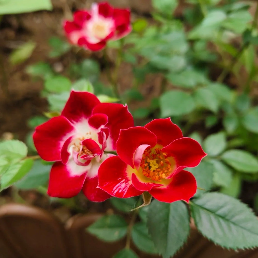Red Eye Roses Eye Paint Rose Plant | Miniature Red & White Blooms – Rose_Explosion