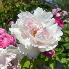 FAlry de Parfum Rose Plant|伊芙妖精香水/童话香水