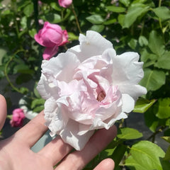 FAlry de Parfum Rose Plant|伊芙妖精香水/童话香水