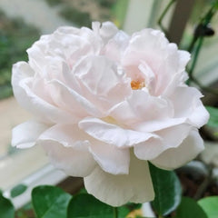 FAlry de Parfum Rose Plant|伊芙妖精香水/童话香水