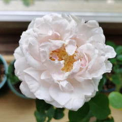 FAlry de Parfum Rose Plant|伊芙妖精香水/童话香水