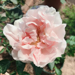 FAlry de Parfum Rose Plant|伊芙妖精香水/童话香水