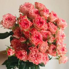 Fair Flow Rose Plant|小仙女