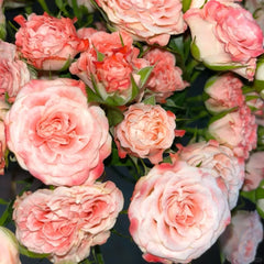 Fair Flow Rose Plant|小仙女