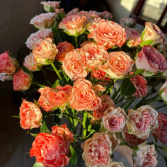 Fair Flow Rose Plant|小仙女