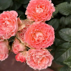Fair Flow Rose Plant|小仙女