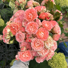 Fair Flow Rose Plant|小仙女