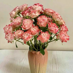 Fair Flow Rose Plant|小仙女