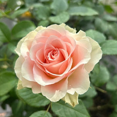 Fairy Kiss Rose