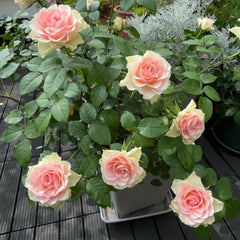 Fairy Kiss Rose