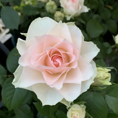 Fairy Kiss Rose