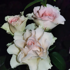 Fairy Kiss Rose