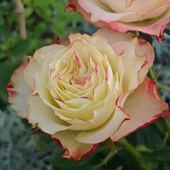Fairy Queen Rose Plant|公平女王