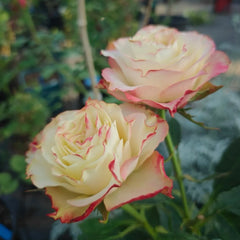 Fairy Queen Rose Plant|公平女王