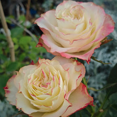 Fairy Queen Rose Plant|公平女王