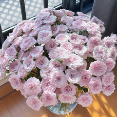 Fairy Rora Rose Plant|仙女罗拉
