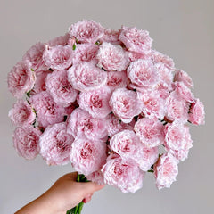 Fairy Rora Rose Plant|仙女罗拉
