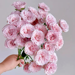 Fairy Rora Rose Plant|仙女罗拉