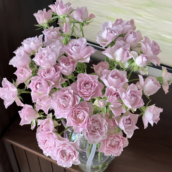Fairy Rora Rose Plant|仙女罗拉