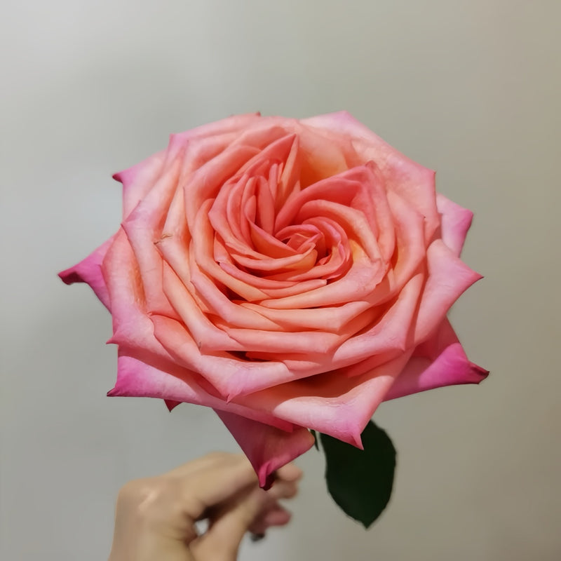 Fairy Tale World Rose Plant