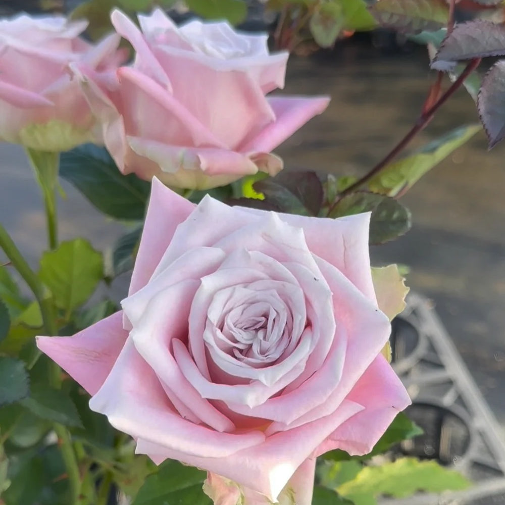 Believed Roses Faith Rose Plant|信仰 – Rose_Explosion