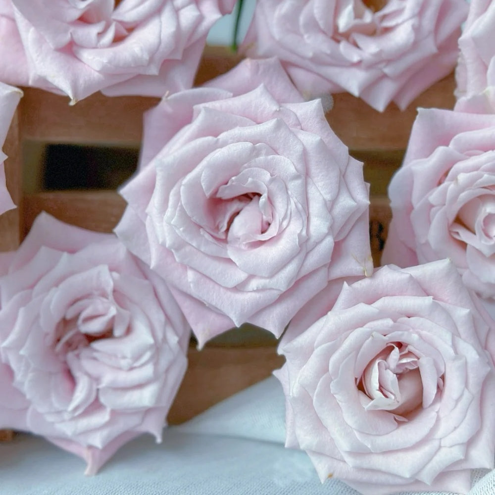 Believed Roses Faith Rose Plant|信仰 – Rose_Explosion