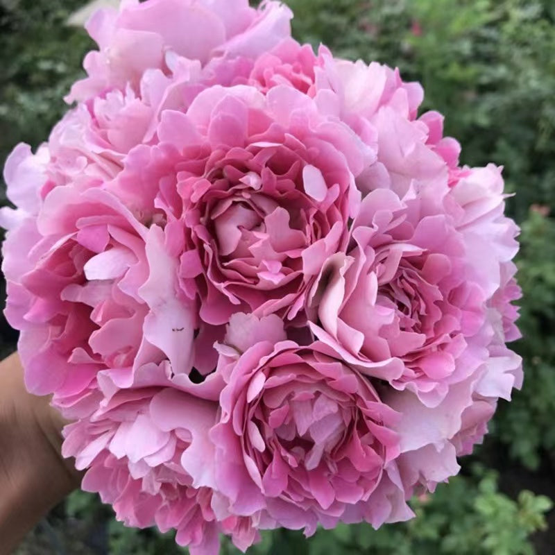 Fancy Ruffle Rose Plant - Unique Blooms for a Stunning Garden – Rose ...