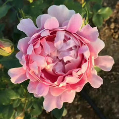 Fancy Ruffle Rose Plant - Unique Blooms for a Stunning Garden