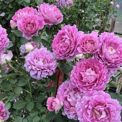 Fancy Ruffle Rose Plant - Unique Blooms for a Stunning Garden