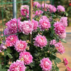 Fancy Ruffle Rose Plant - Unique Blooms for a Stunning Garden